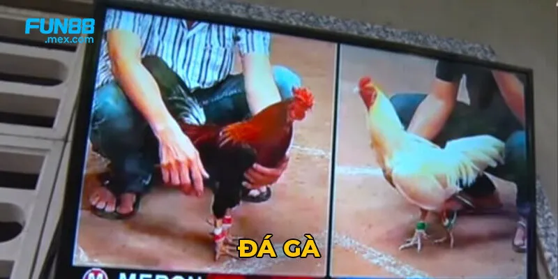 Fun88 là nhà cái uy tín hàng đầu châu Á với giấy phép hoạt động hợp pháp